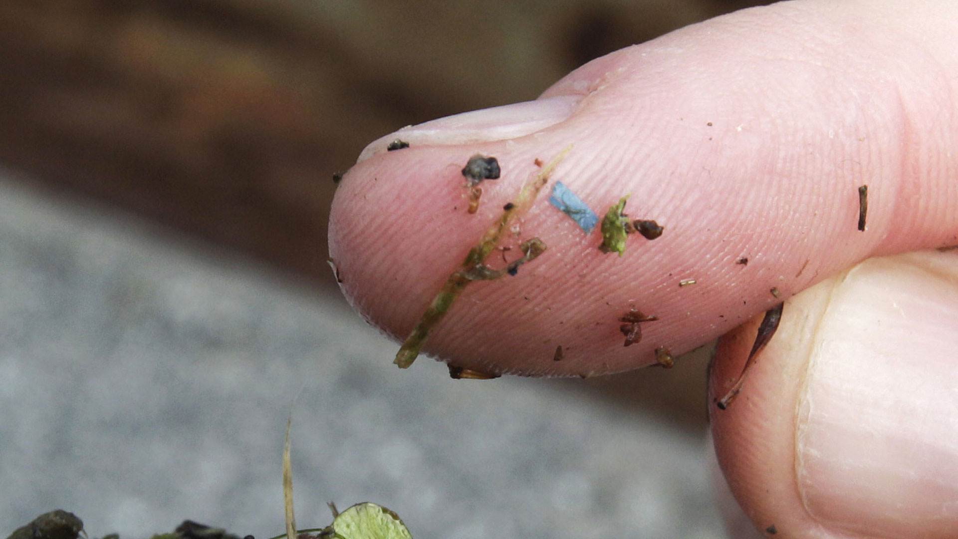 A blue rectangular piece of microplastic sits on the finger of a researcher with the University of Washington-Tacoma environmental science program, after it was found in debris collected from the Thea Foss Waterway, in Tacoma, Wash., on May 19, 2010. 