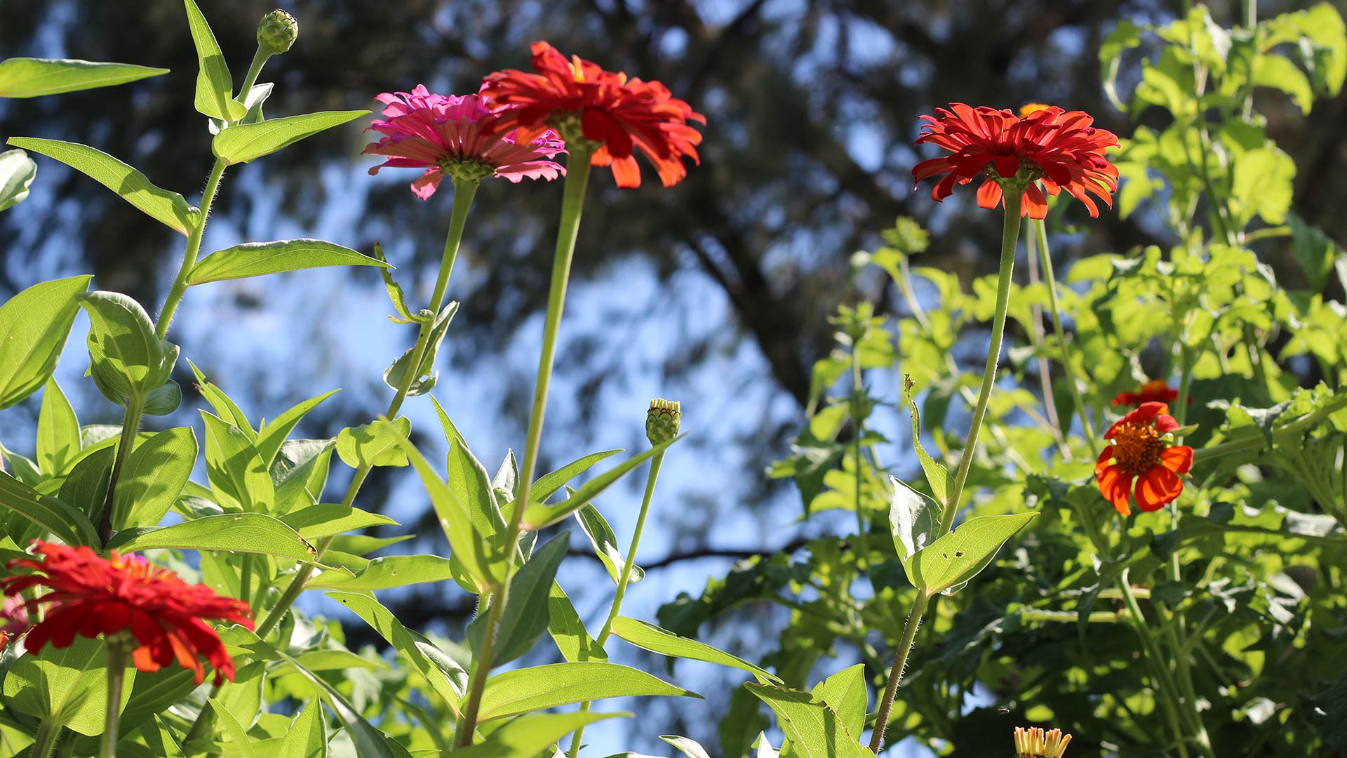 Daisies in Menlo Garden 8-20