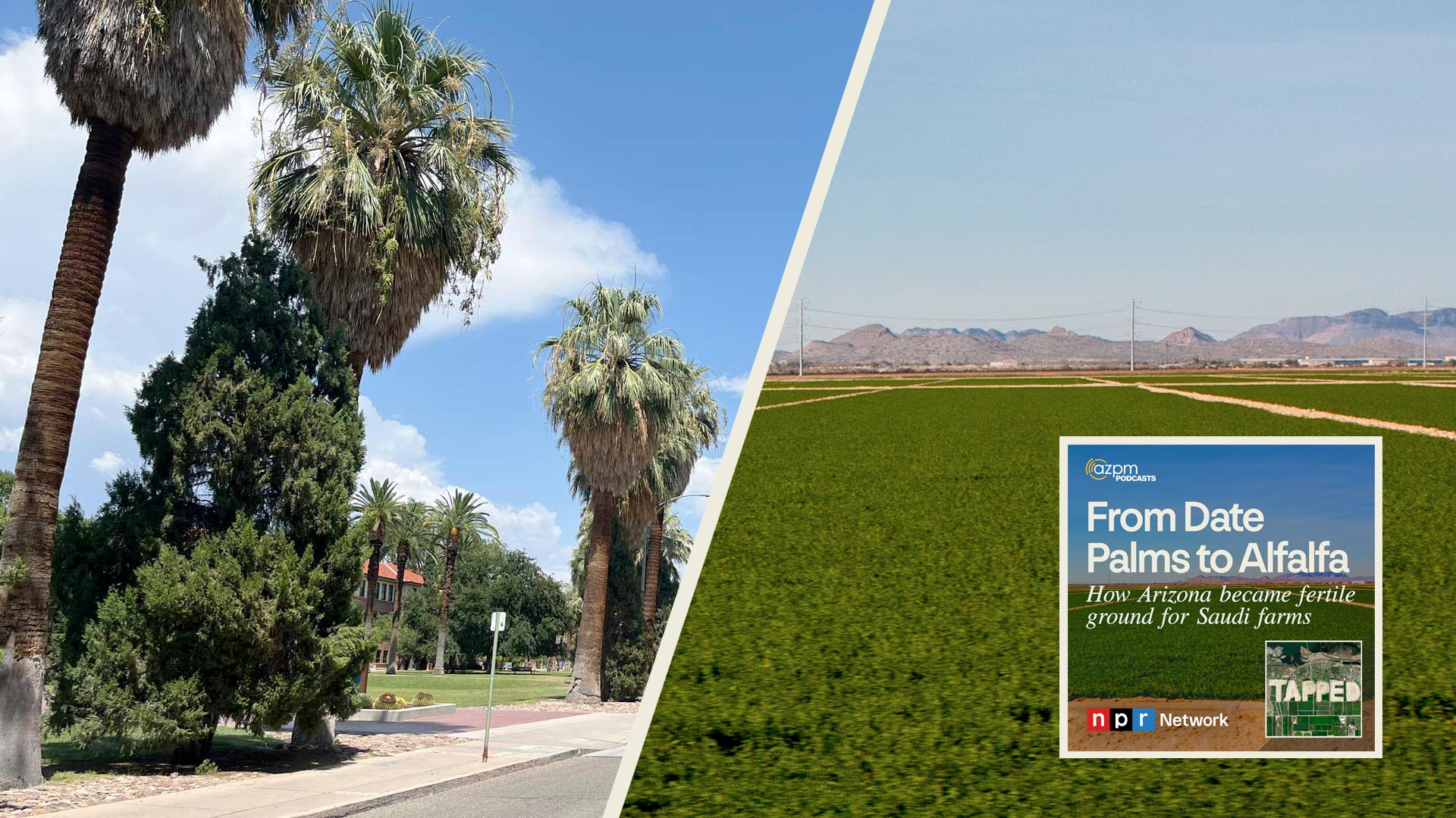 LEFT: Date Palms on the campus on the University of Arizona. July 2024. RIGHT: Arizona alfalfa field with flood irrigation on a sunny day.