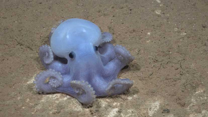 A photo of a rare octopus species, nicknamed the Casper octopus, was captured almost three miles below the Ocean's surface in the southeast Pacific Ocean off the coast of Chile.
