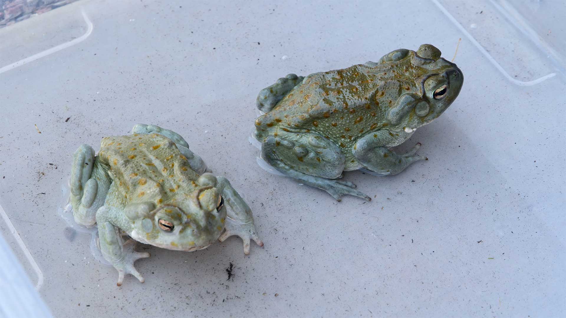 Sonoran Desert Toad Awareness Training: Keeping dogs safe from the psychedelic amphibians