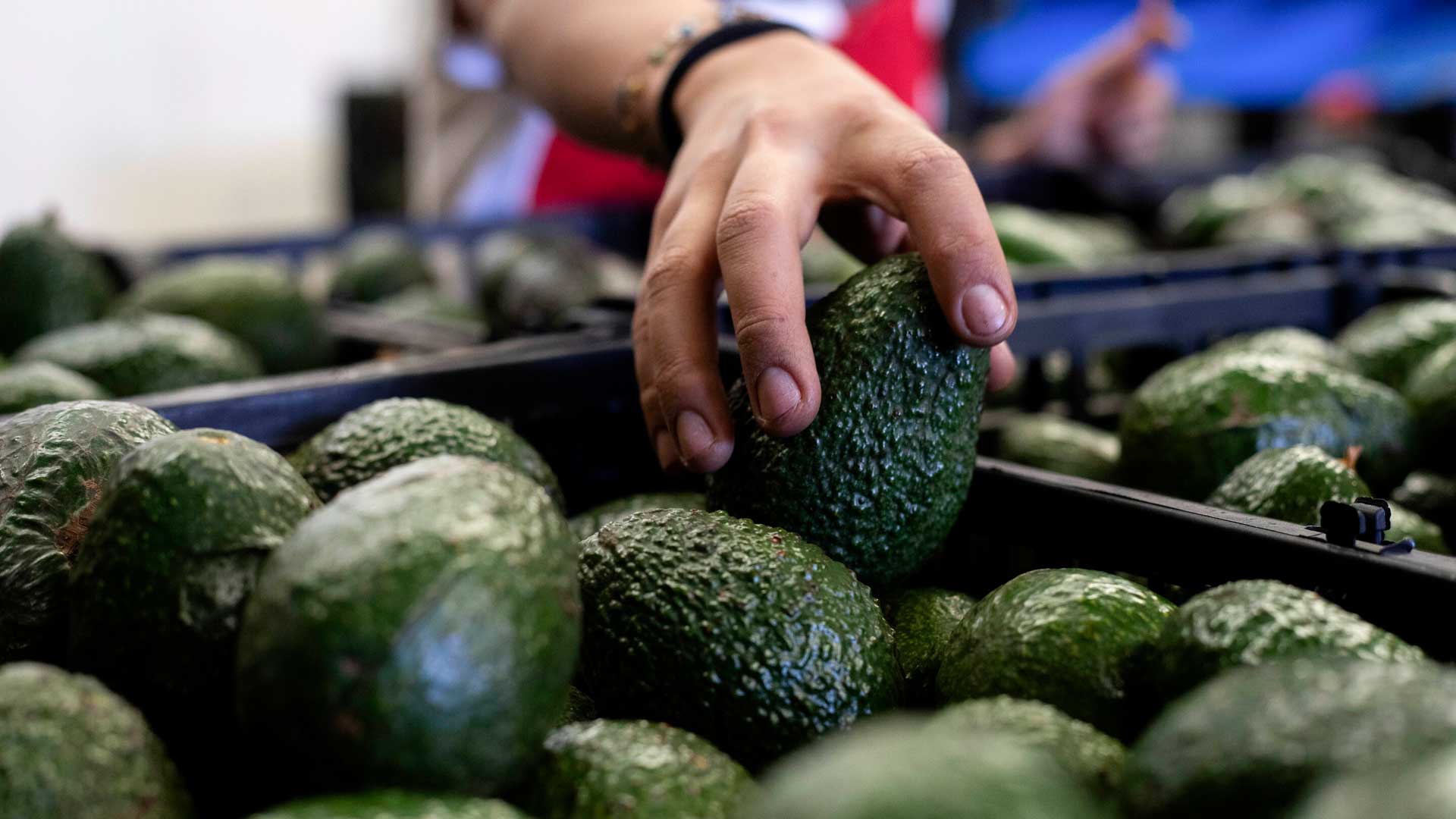 A worker packs avocados at a plant in Uruapan, Michoacan state, Mexico, Feb. 9, 2024. 