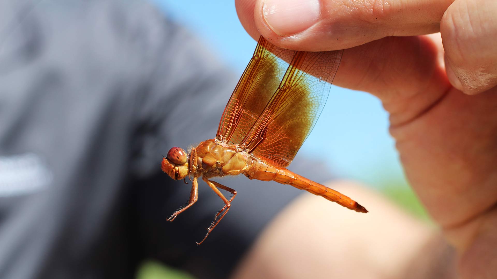 Michael Bogan, UA aquatic ecology professor holds up a Mexican amberwing dragonfly at the Santa Cruz River Heritage Project Reach in Tucson, Ariz., on Friday, Sept. 20. 