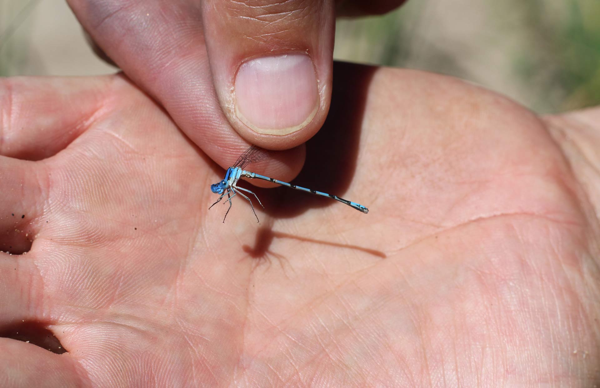 Damselfly closeup