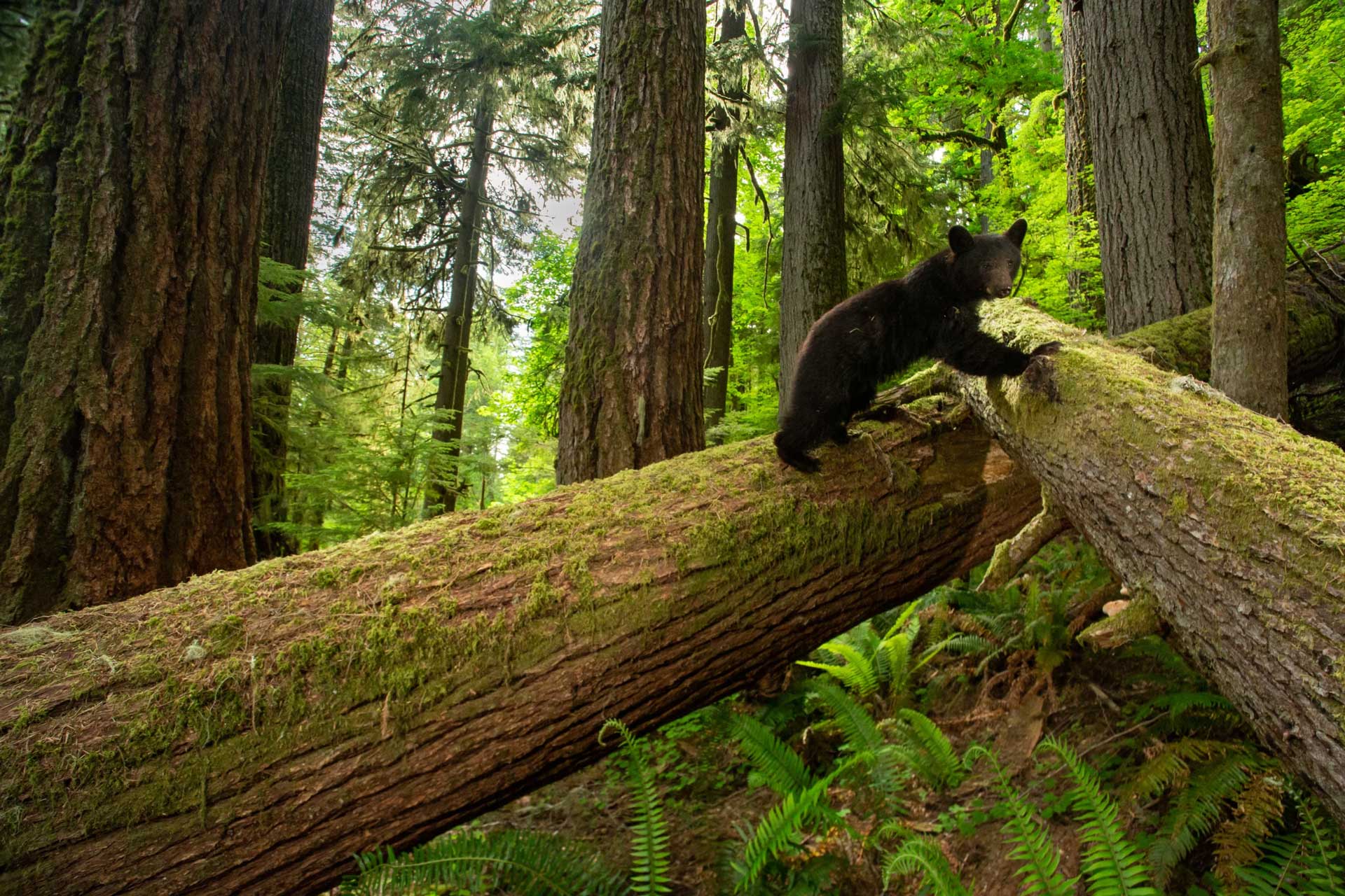 NPR Bear cub