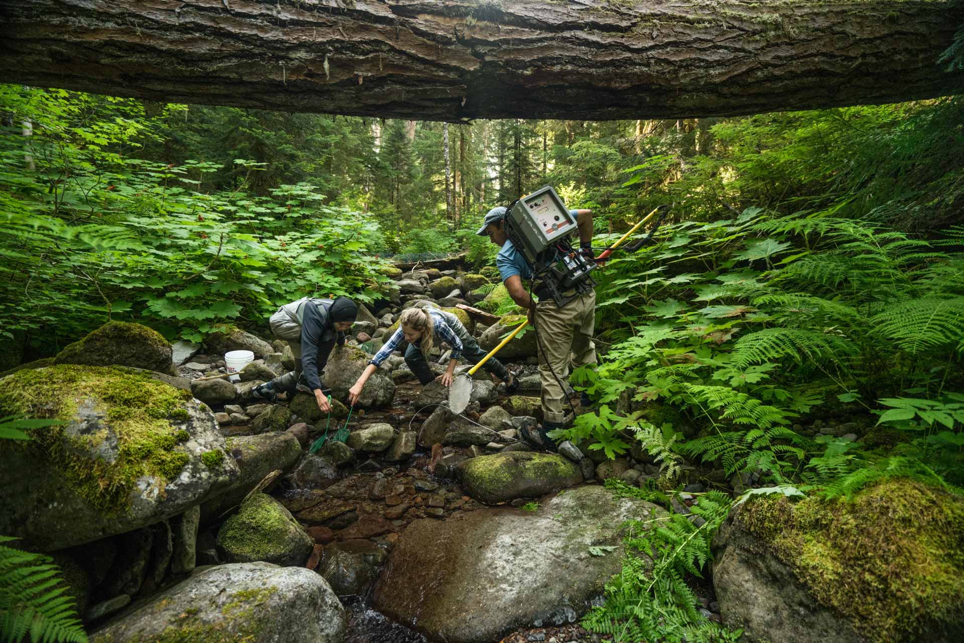 NPR biologists forest