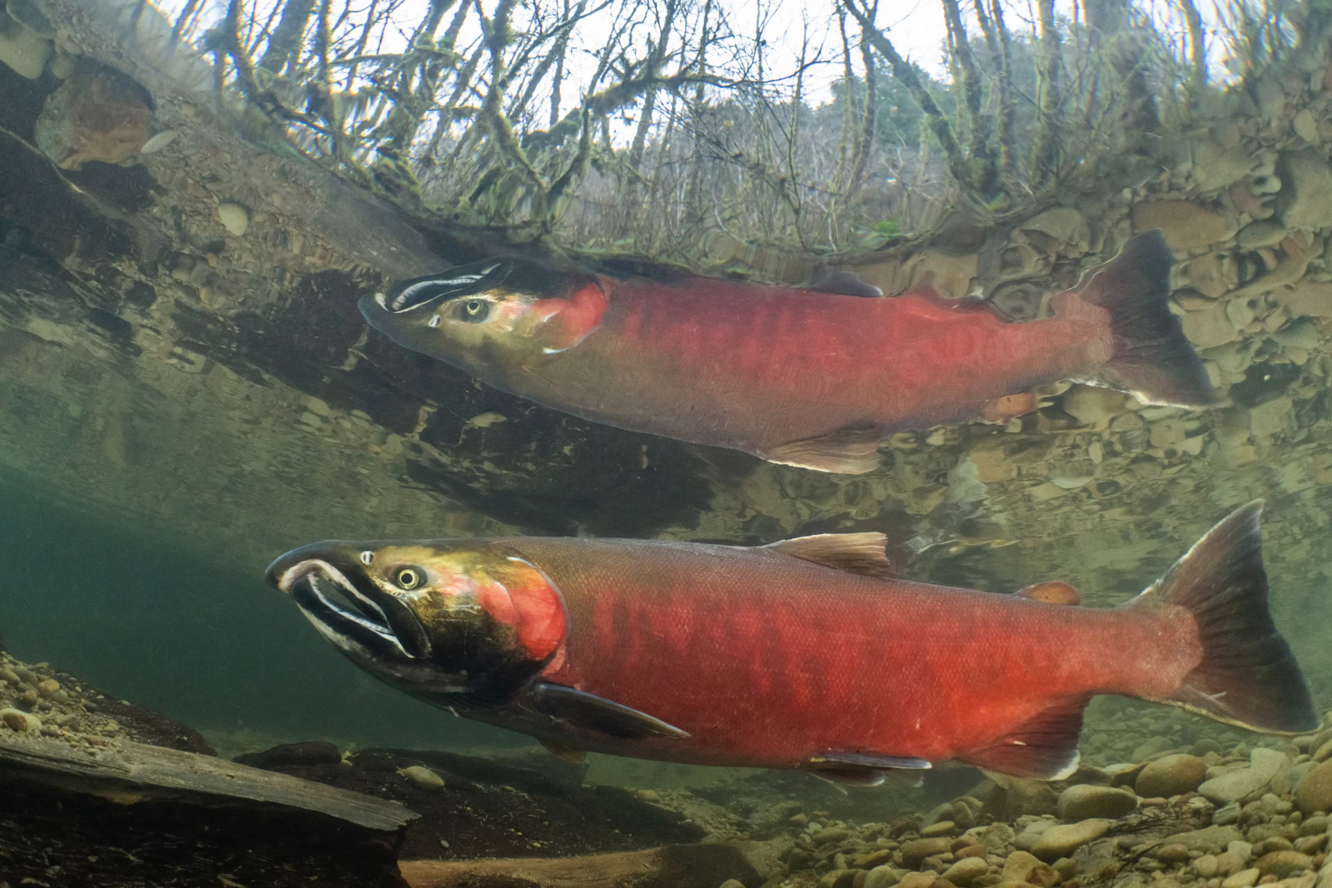 NPR coho salmon