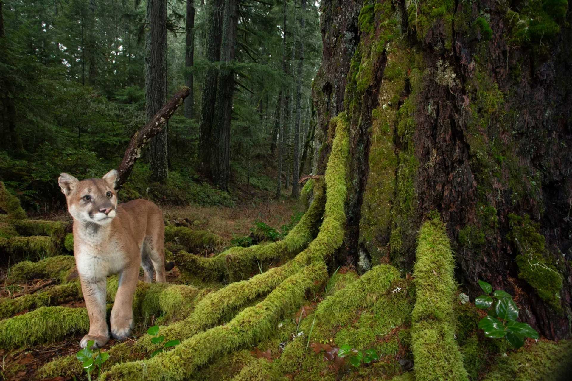 NPR lion forest