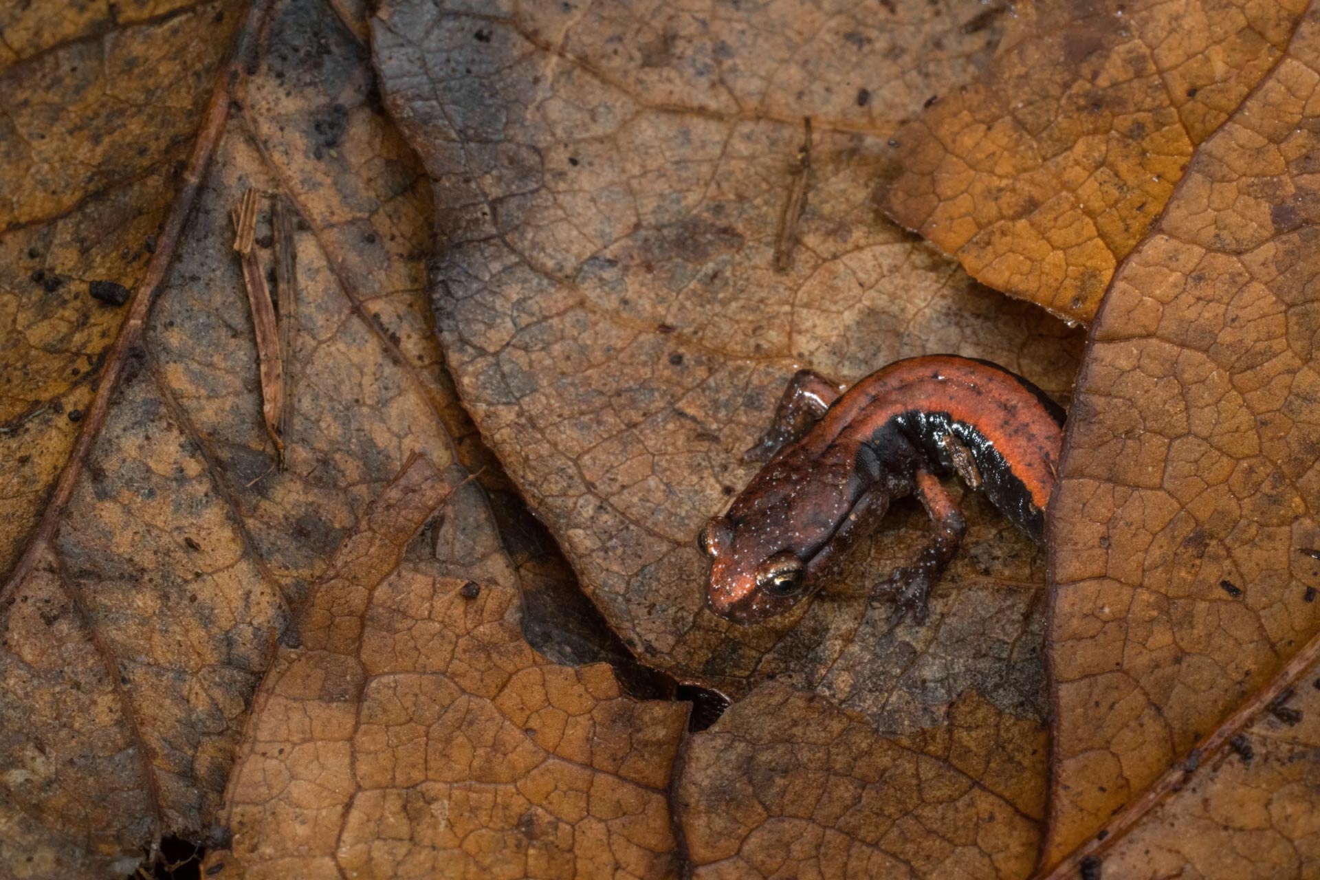 NPR red backed salamander