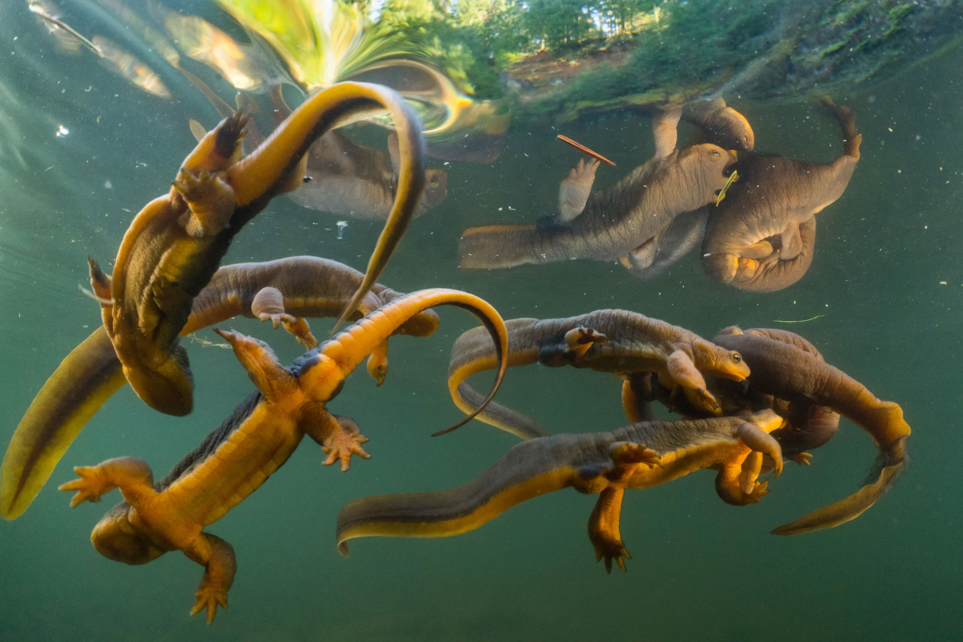 NPR rough skinned newts