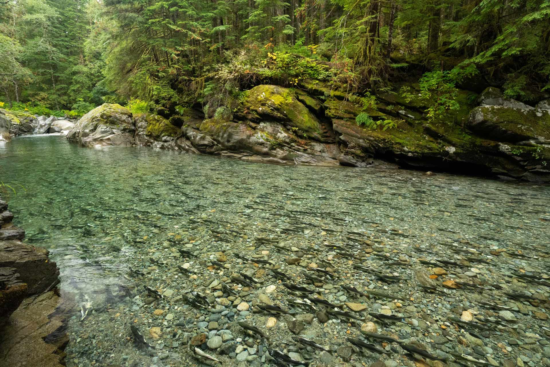 NPR salmon swimming upstream