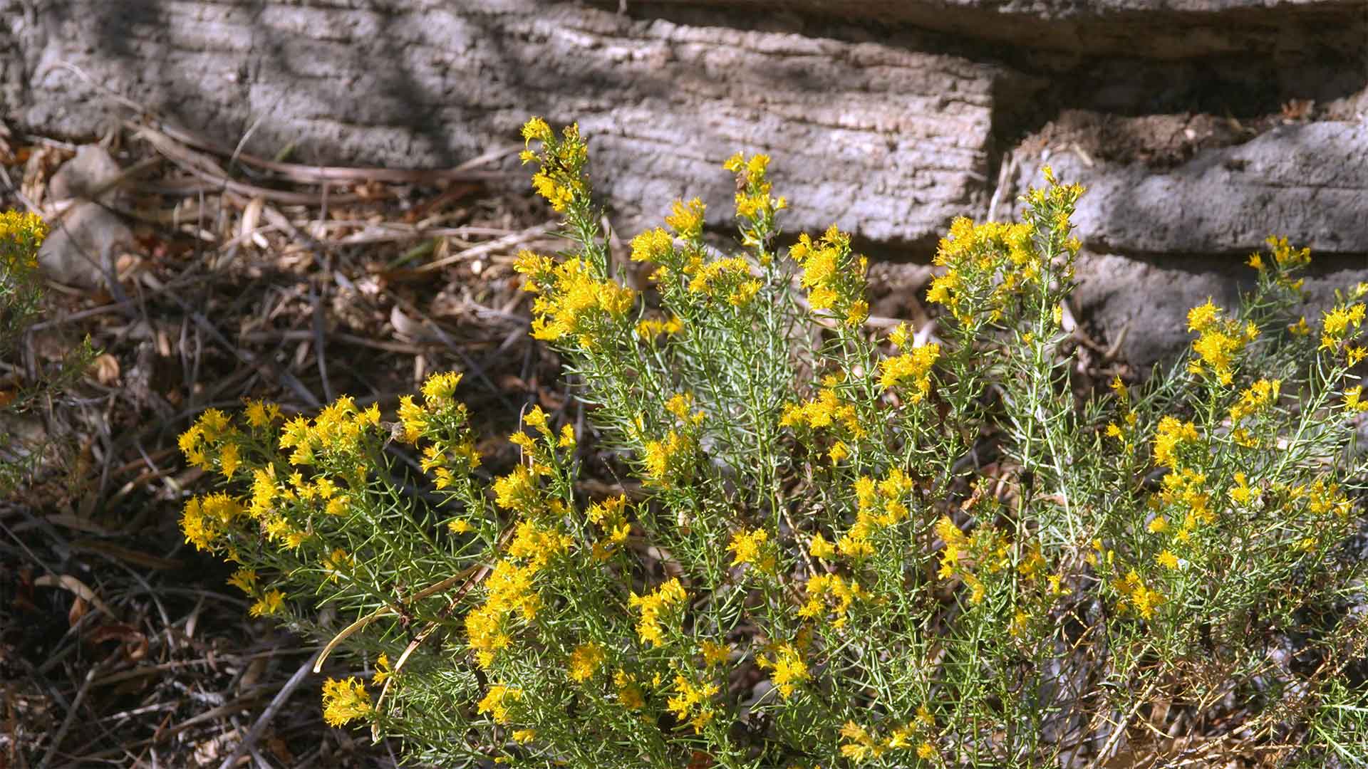 Desert Plants – Turpentine Bush