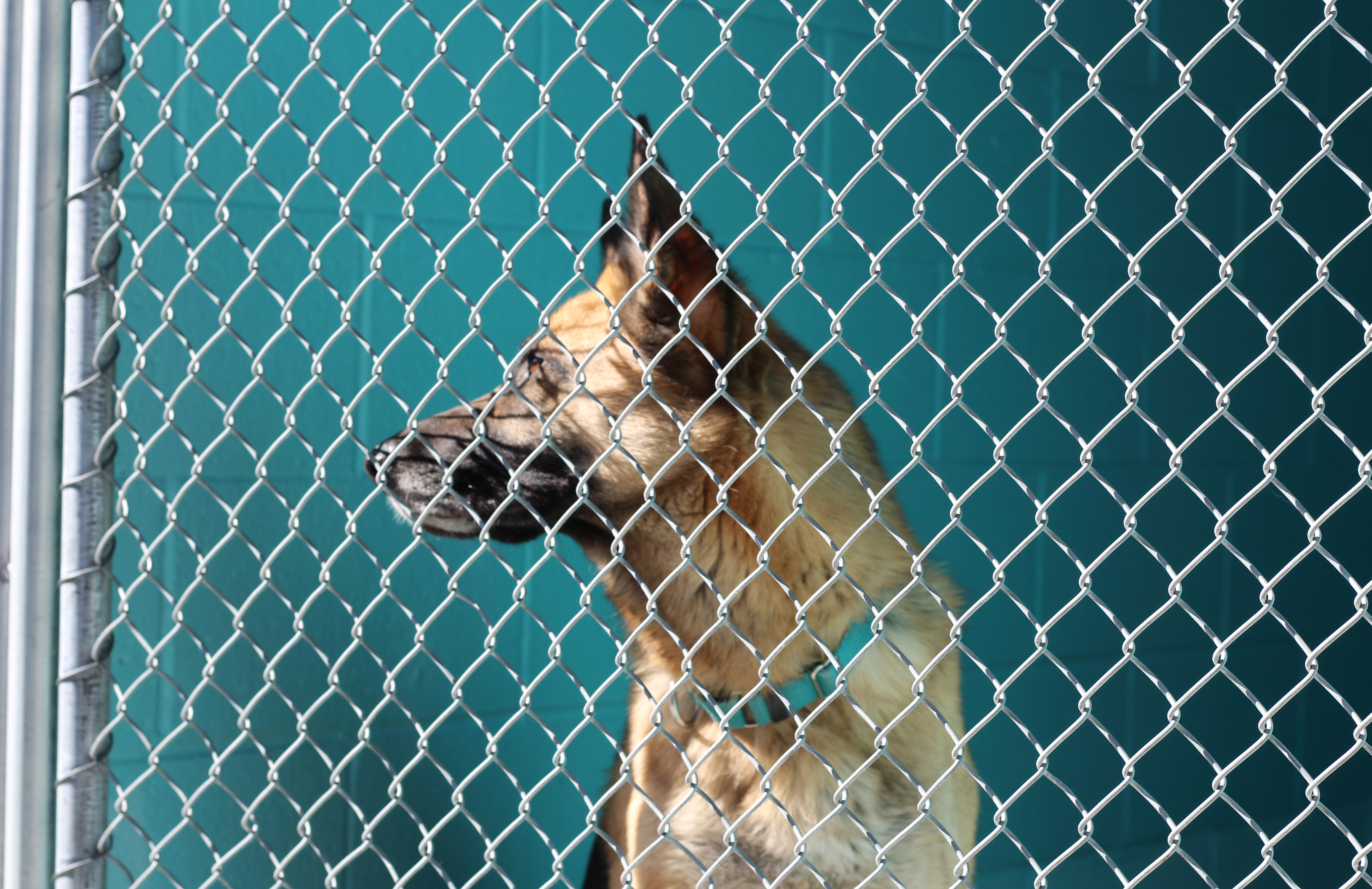 HSSA Dog 3 1-27