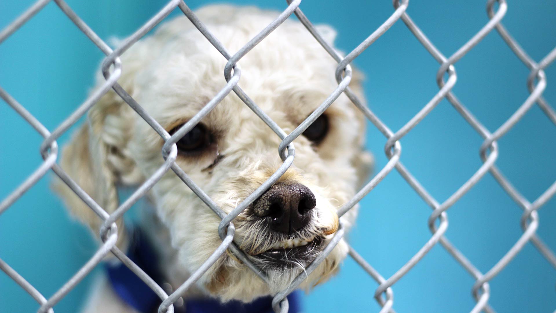 This dog was transferred to the Humane Society of Southern Arizona from California, due to the ongoing wildfires and will become available for adoption. For more information contact the HSSA. Monday, Jan. 25, 2027.