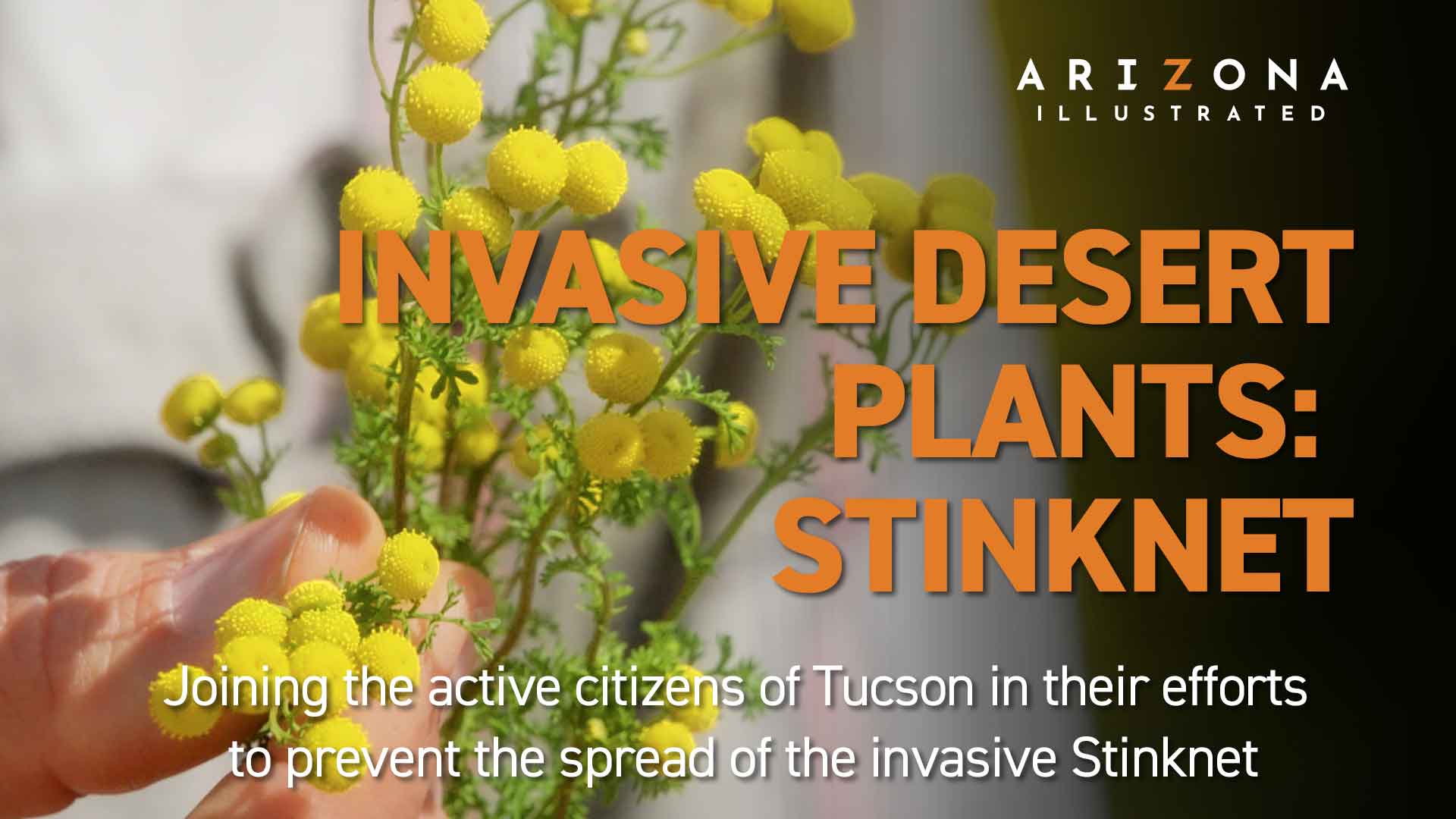 Invasive Desert Plants – Stinknet