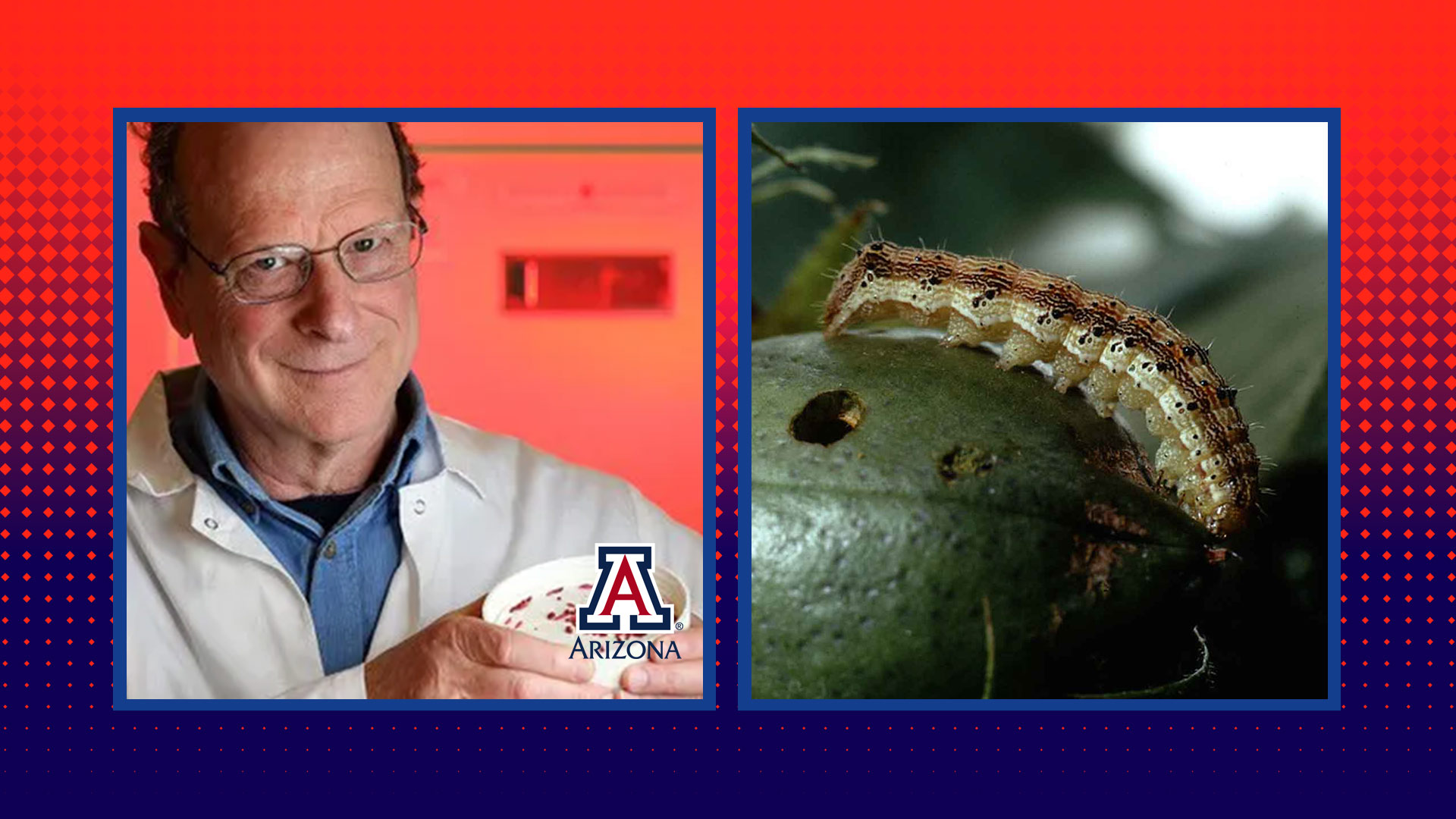 University of Arizona Professor Bruce Tabashnik and an image of a Corn Earworm (a.k.a. Cotton Bollworm). 