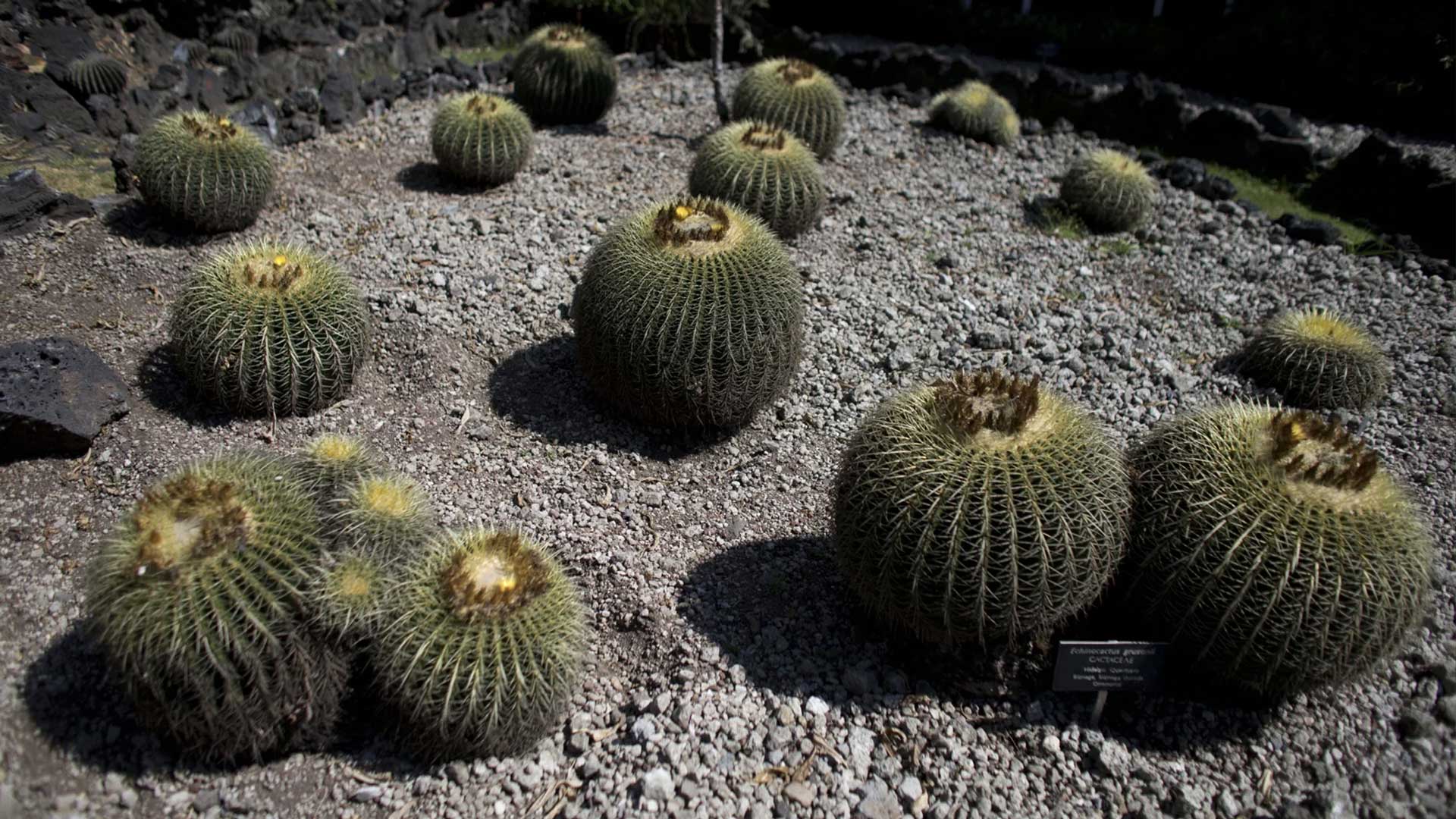 The endangered cactus behind Mexico's sweet secret - AZPM