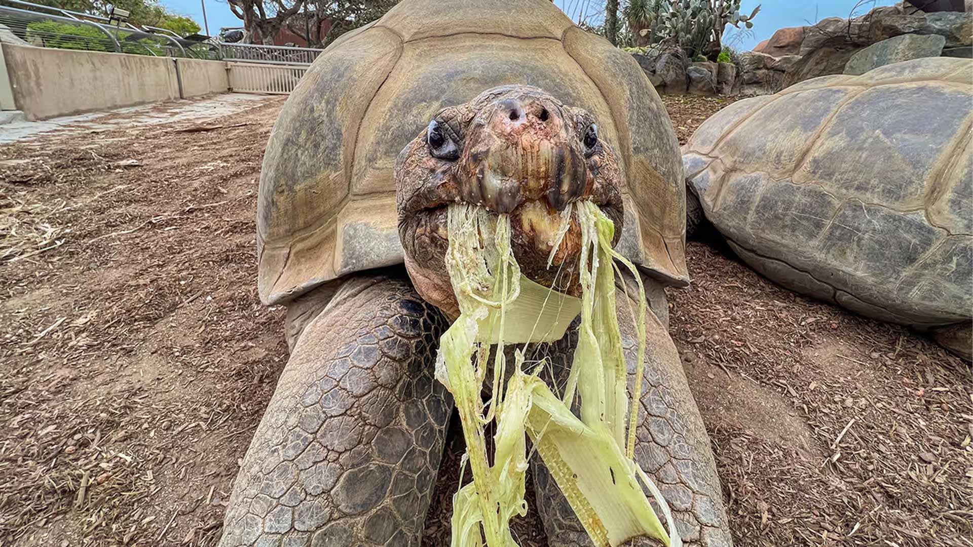 Gramma the Galápagos tortoise, oldest resident of San Diego Zoo