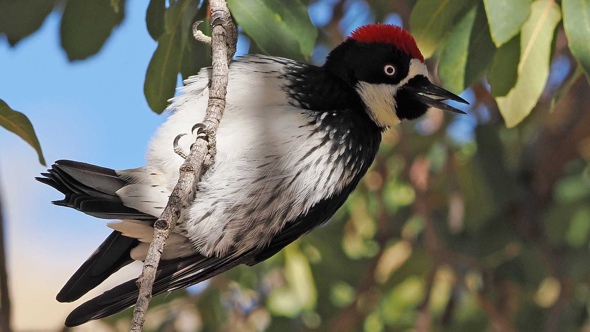 The acorn woodpecker is one of several species in Arizona that is taking part in a &quot;bird irruption&quot; where they move from their traditional territory.  In this case, they are looking for food since struggling plants did not produce enough seeds, nectar or other forms of nourishment for them and other wildlife. 