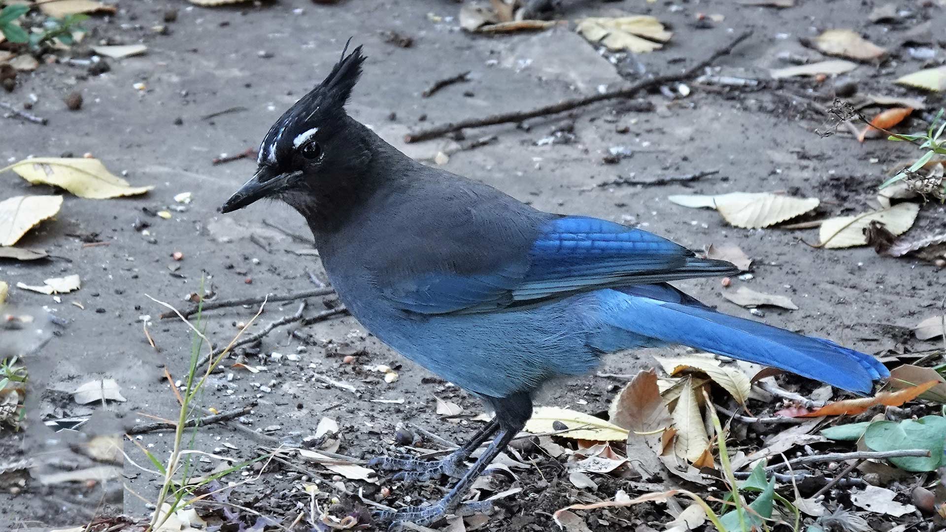 Birds, plants and other wildlife are struggling from extended dry