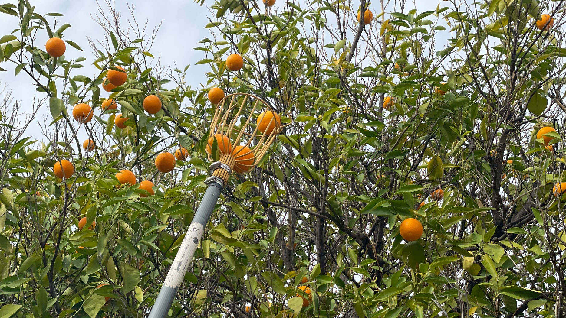 Harvesting fruit 2025 orange tree