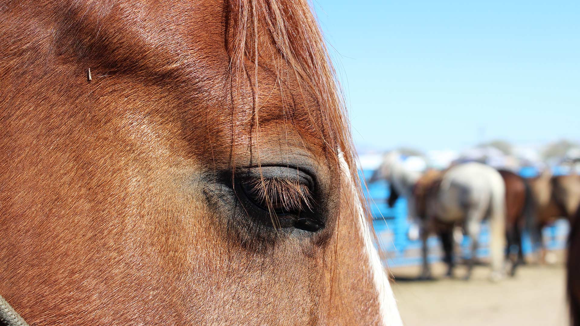 Rodeo Horse