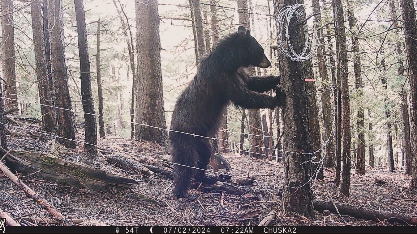 Blending science and spirit: Navajo PhD student studies black bears with cultural reverence