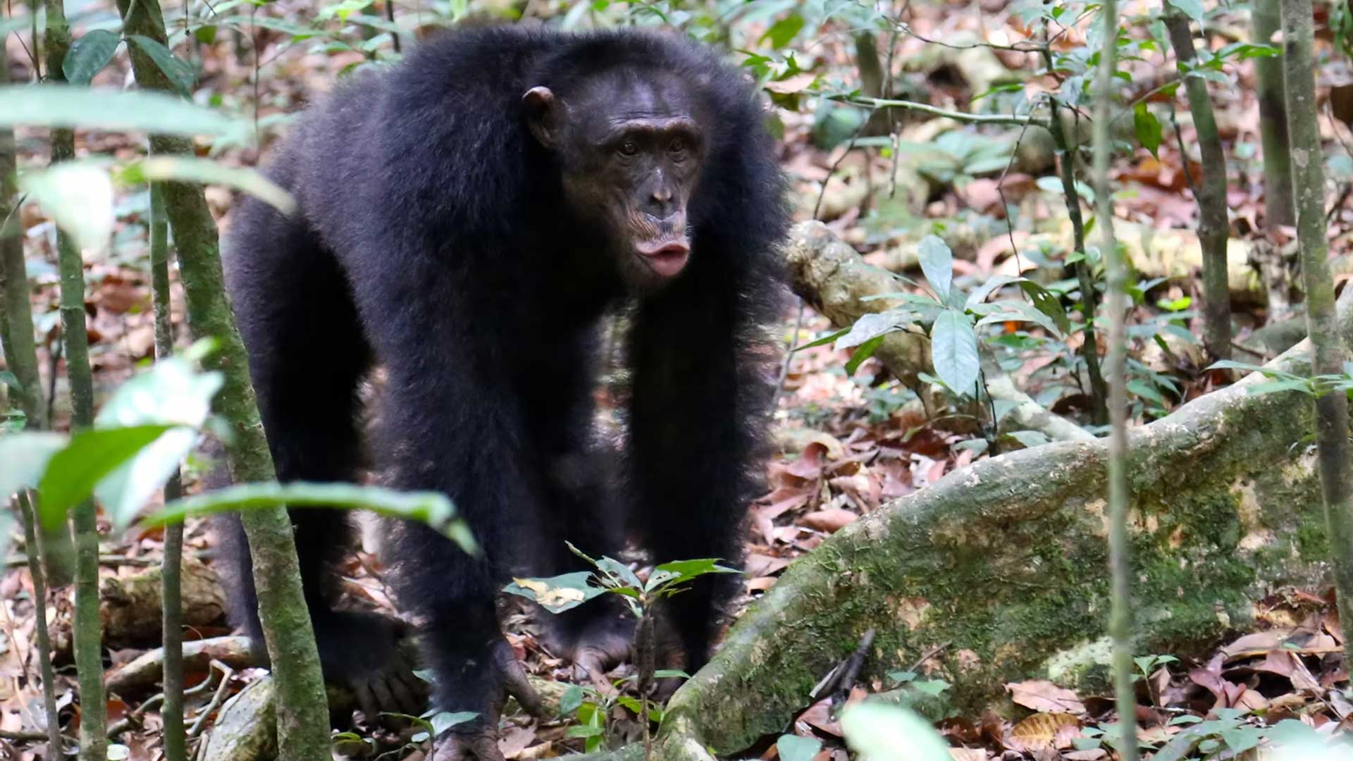 chimp hero NPR