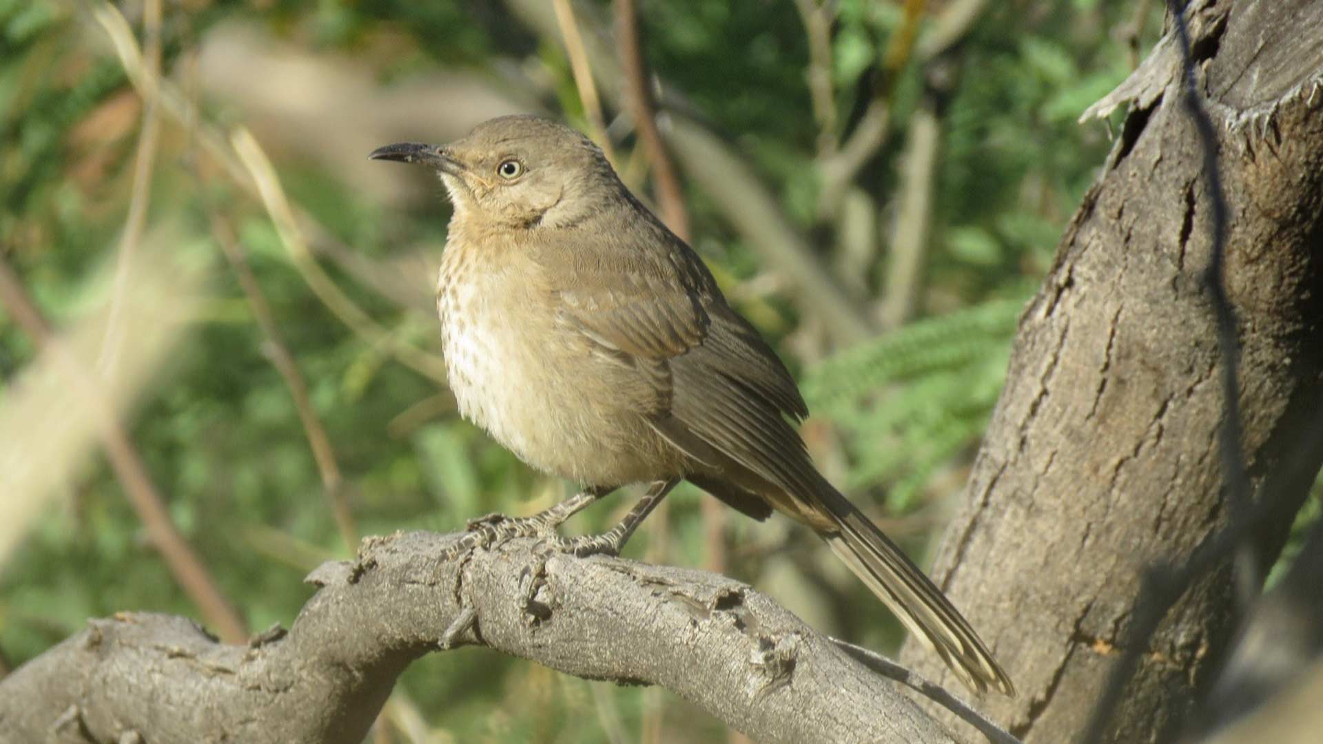 Bendire's thrasher.
