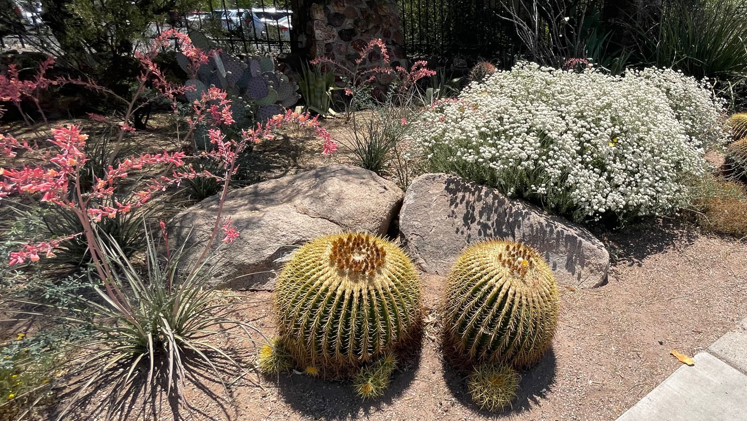 Tucson Botanical Gardens 2