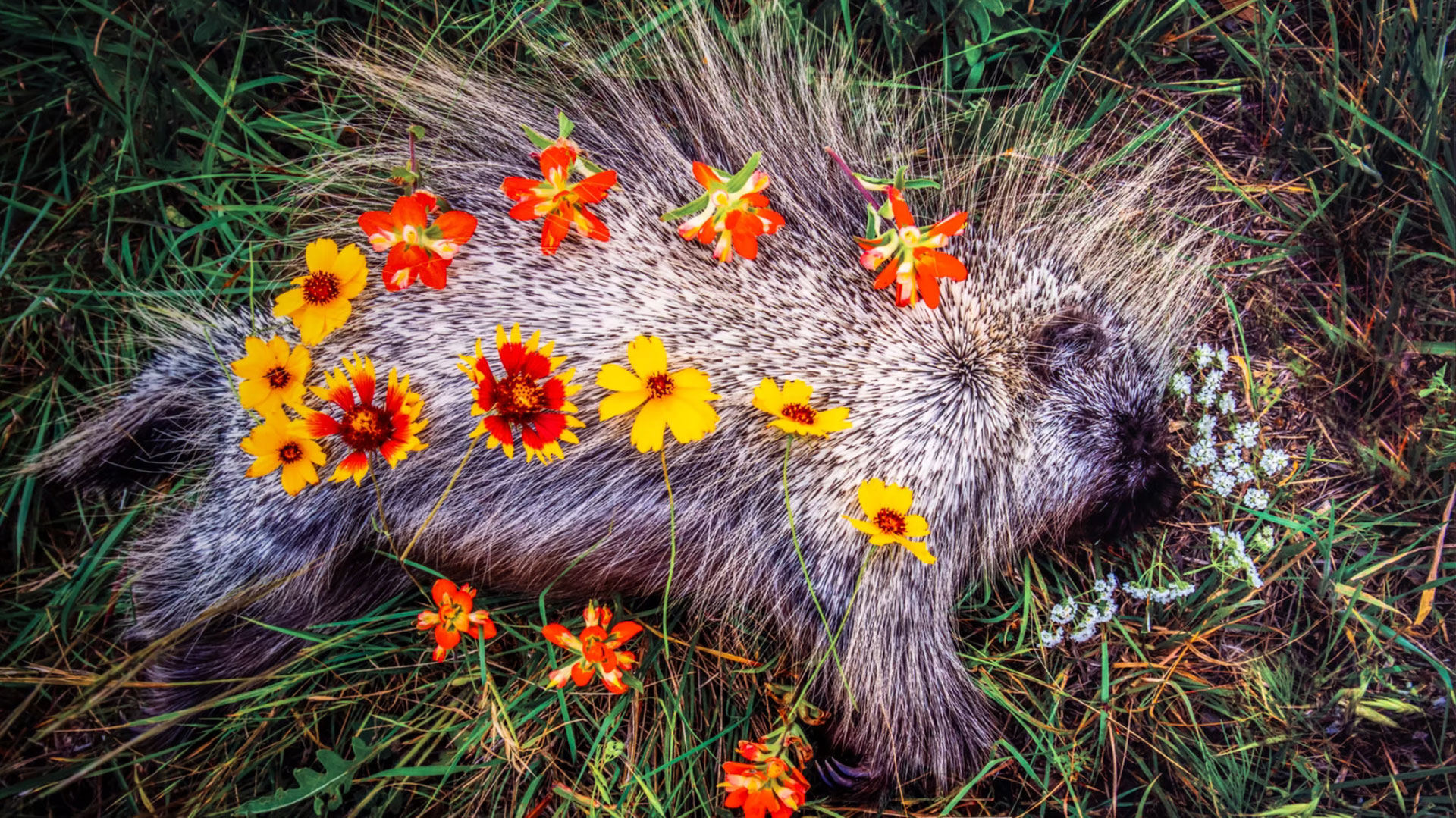Kindred Spirits Porcupine hero