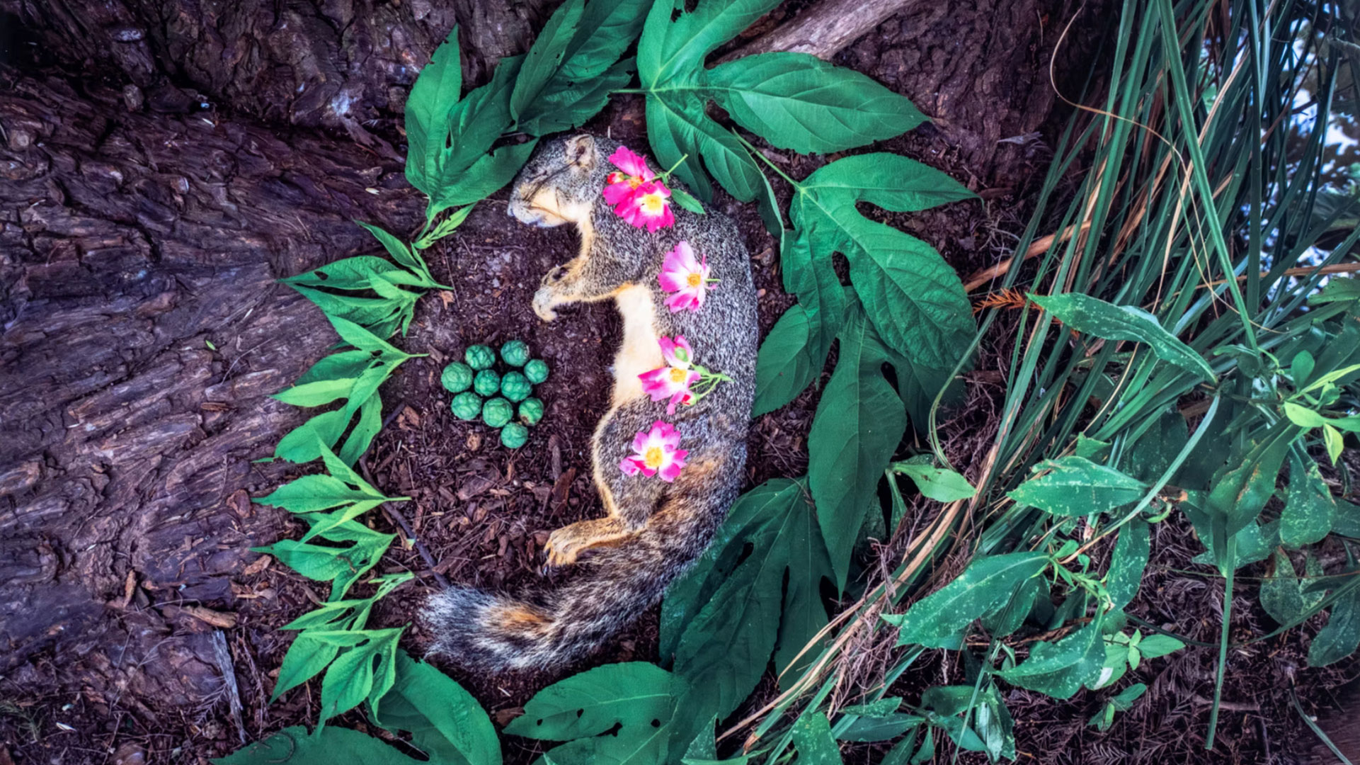 Kindred Spirits Squirrel hero