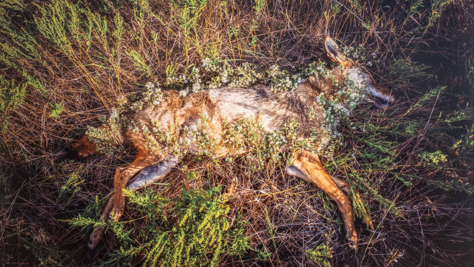Kindred Spirits Coyote hero