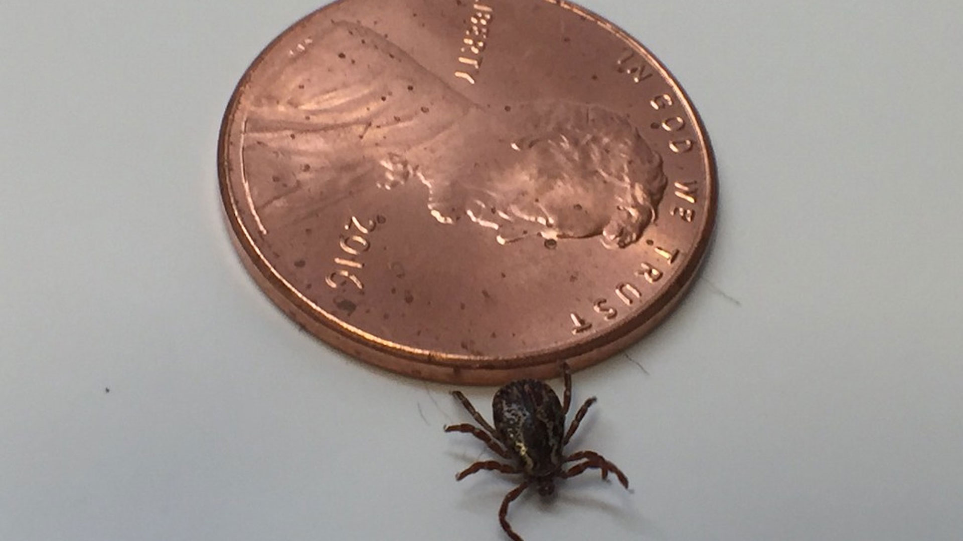 AZSCI 350 tick hero