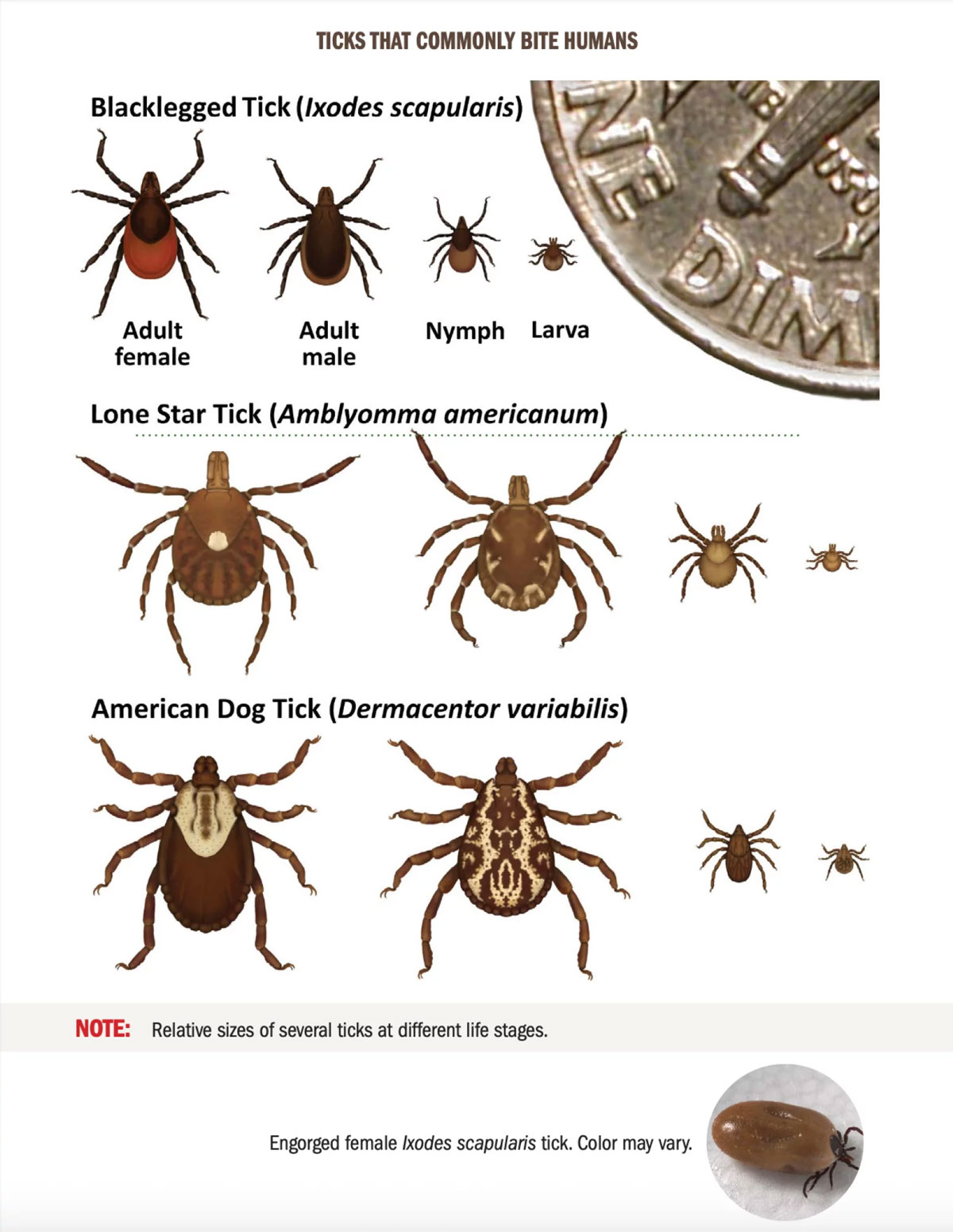tick chart cdc
