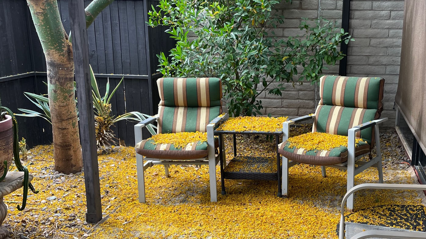 Palo verde flowers on patio chairs 