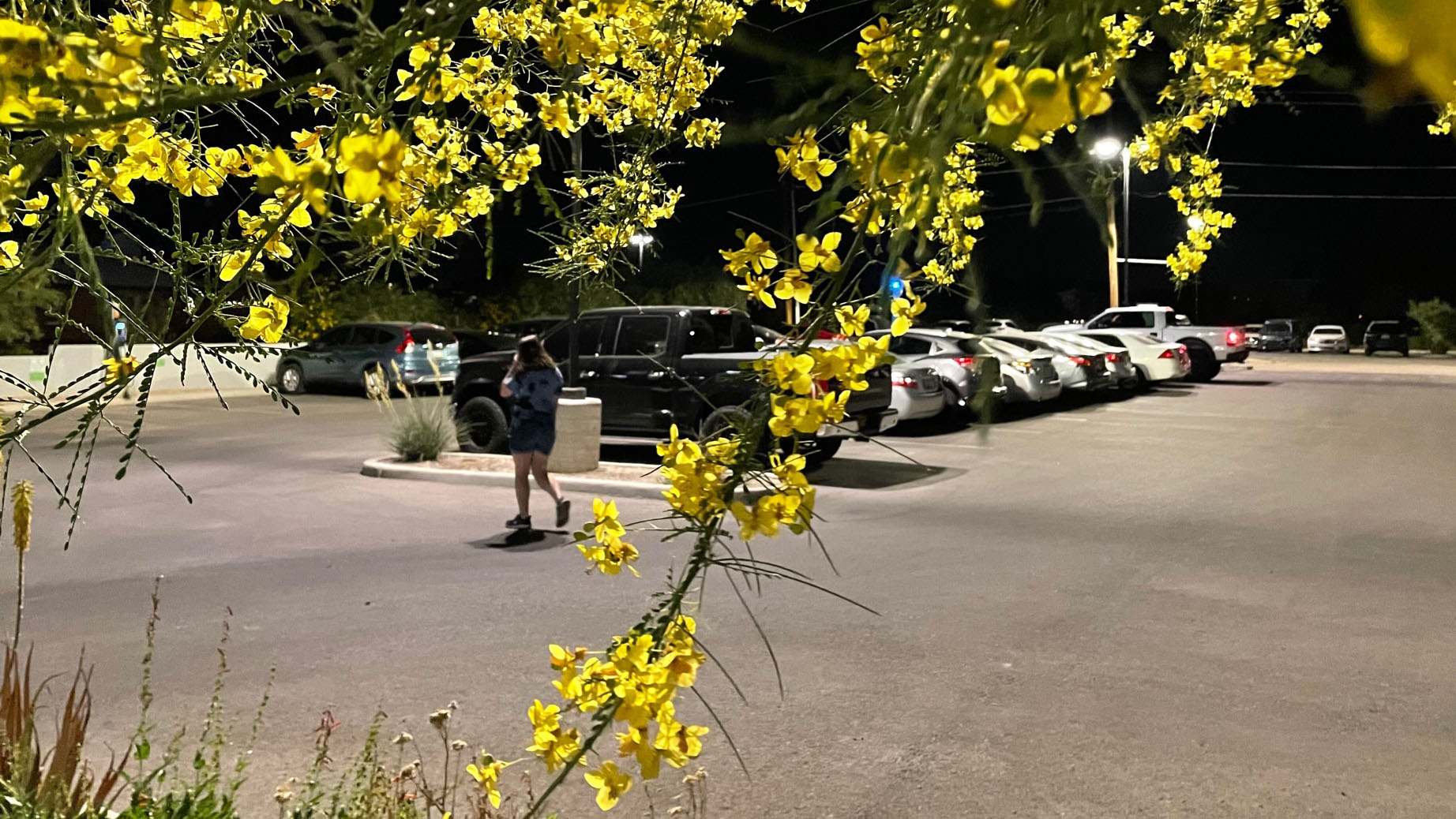 Palo Verde and pedestrian 