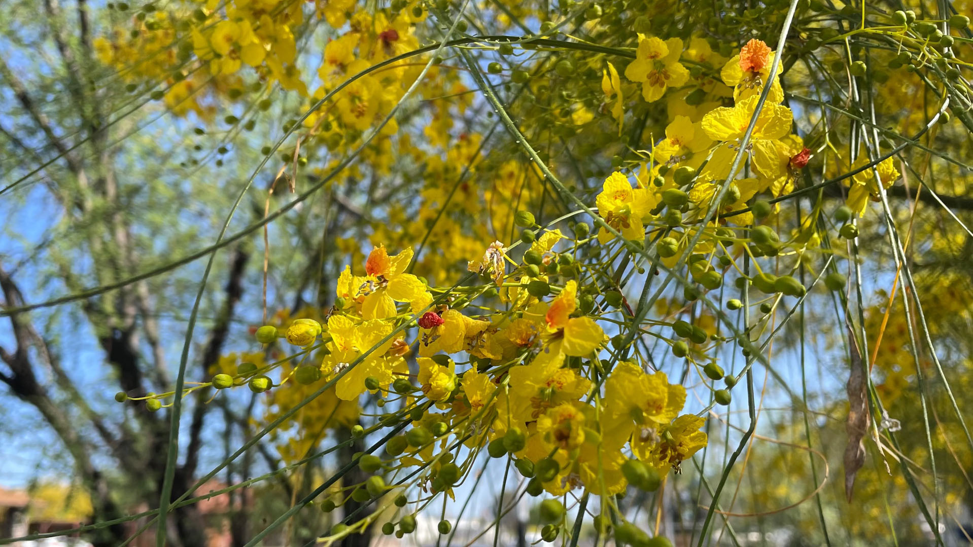 Palo verde trees are abundant in Arizona's Sonoran Desert urban settings, and their pollen can contribute to allergies in many people. 