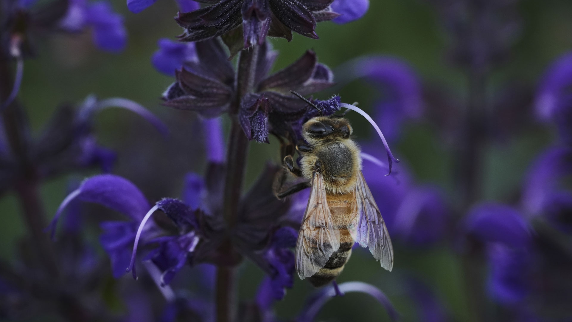 AP Bees hero