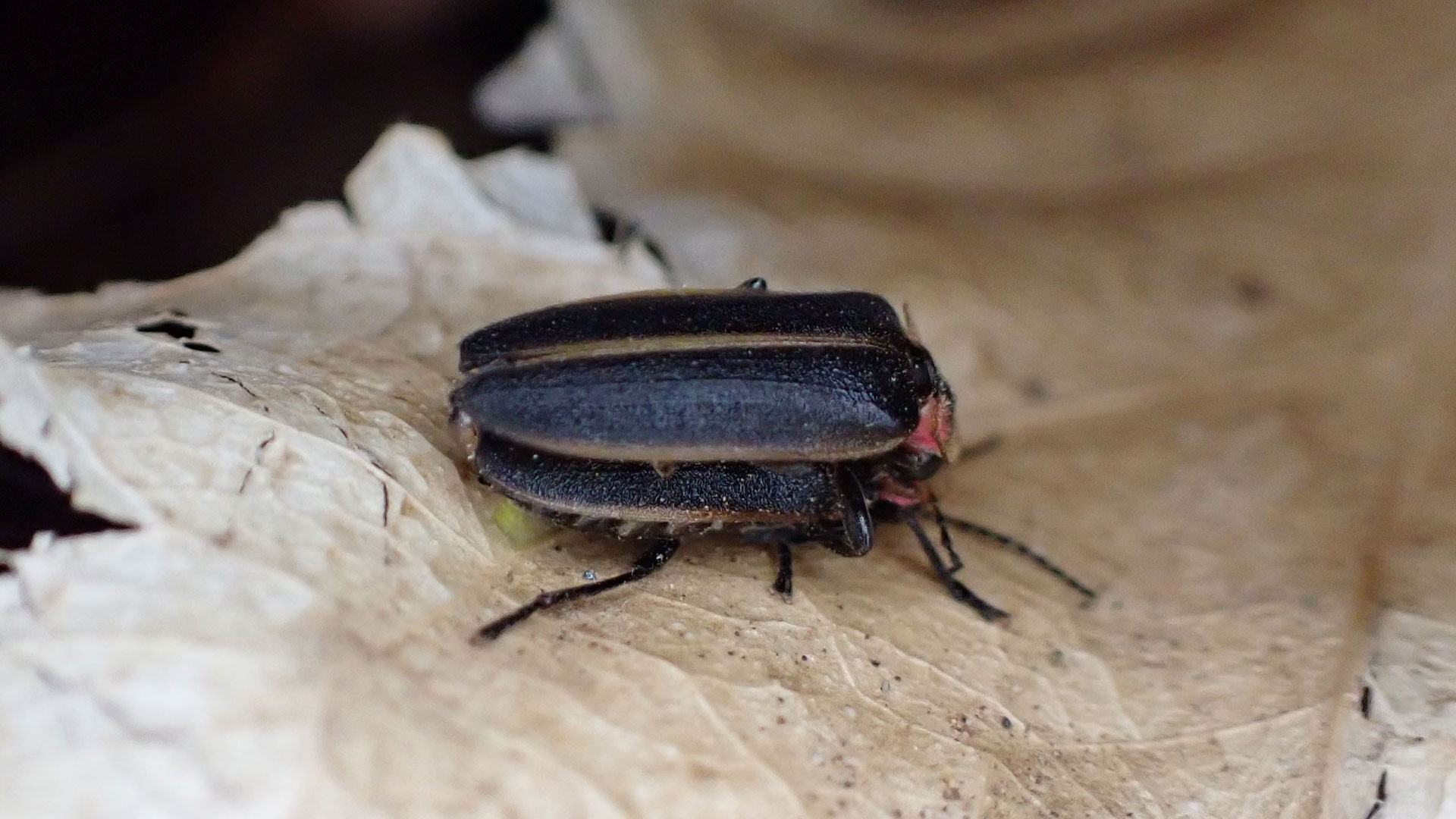Fireflies mating 