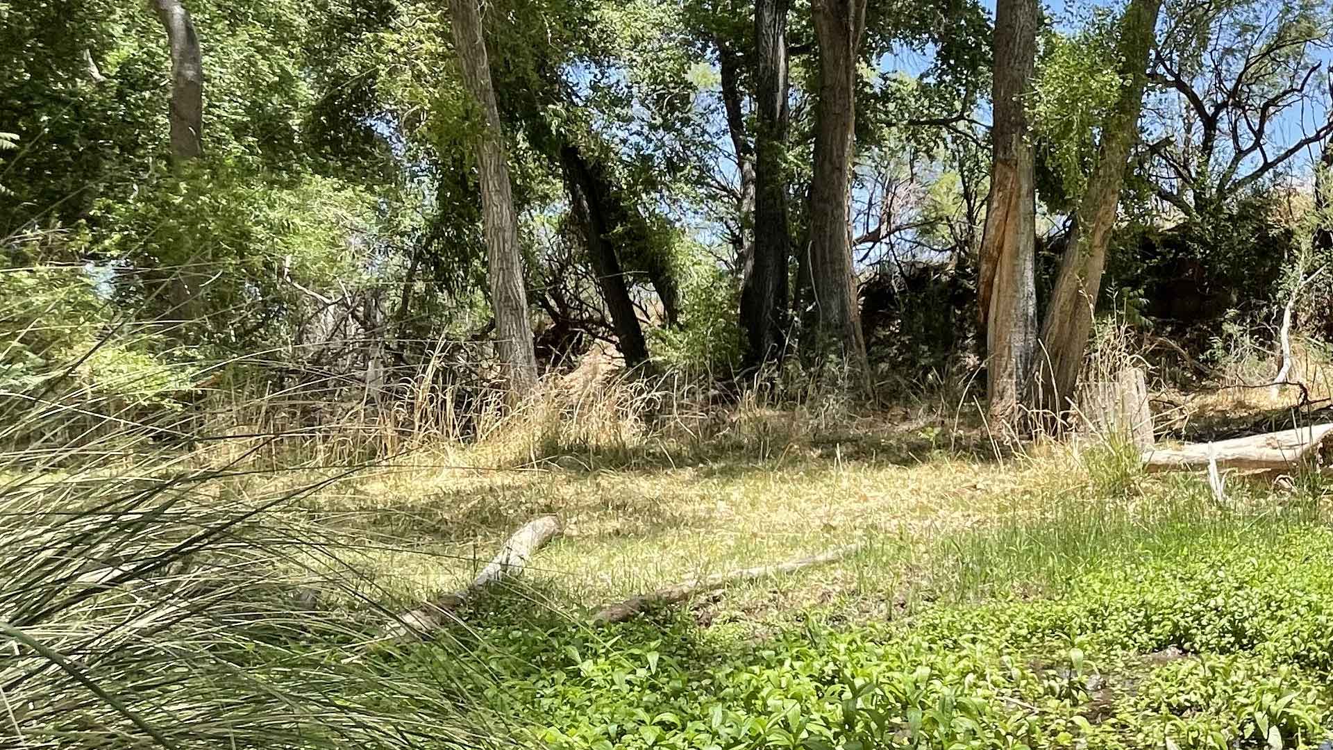 Riparian Firefly Habitat Marsh2