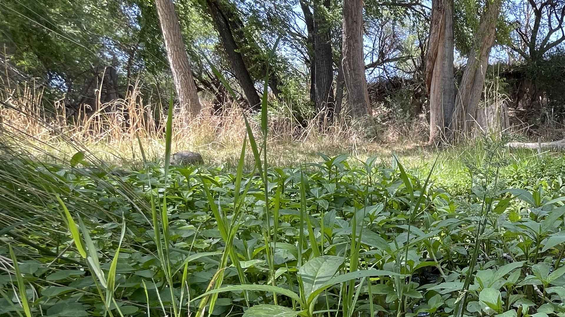 Riparian Firefly Habitat Marsh