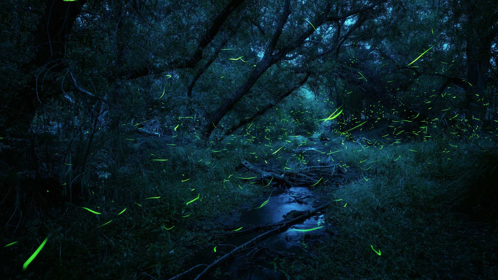Southwest Spring Firefly