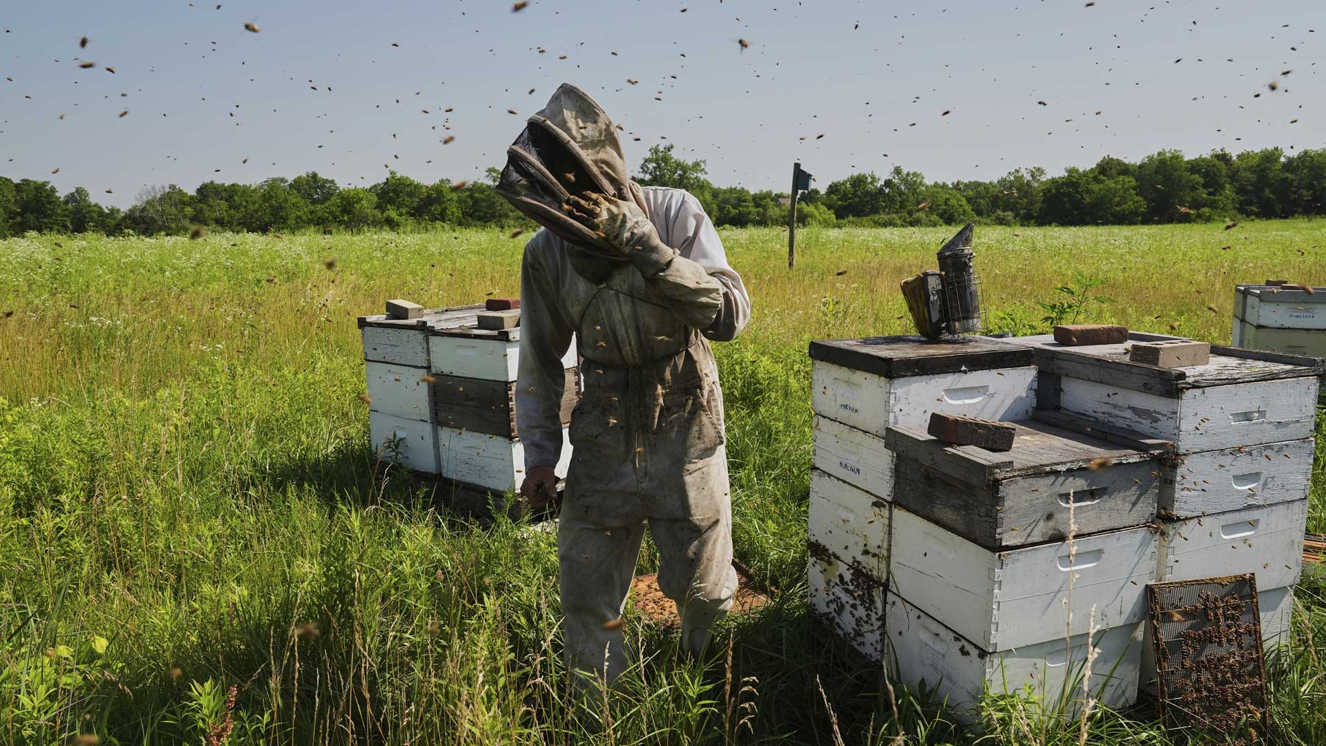 AP bees 2