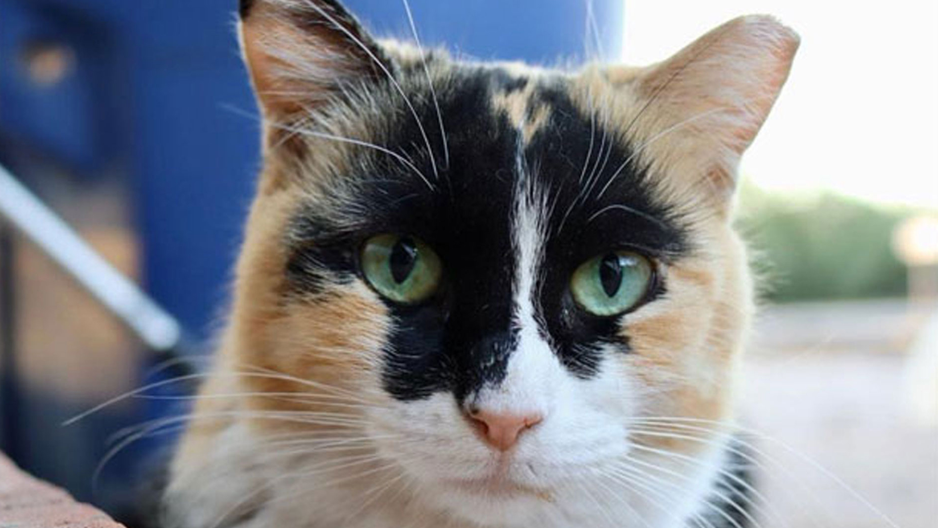 MK Cat hero