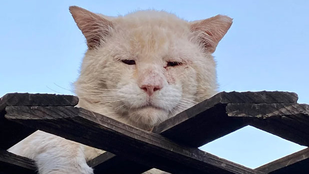 Sad Boy, one of the cats that lived in Poets Square.