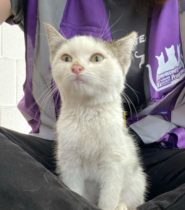 Quesadilla Jr Cat unsized