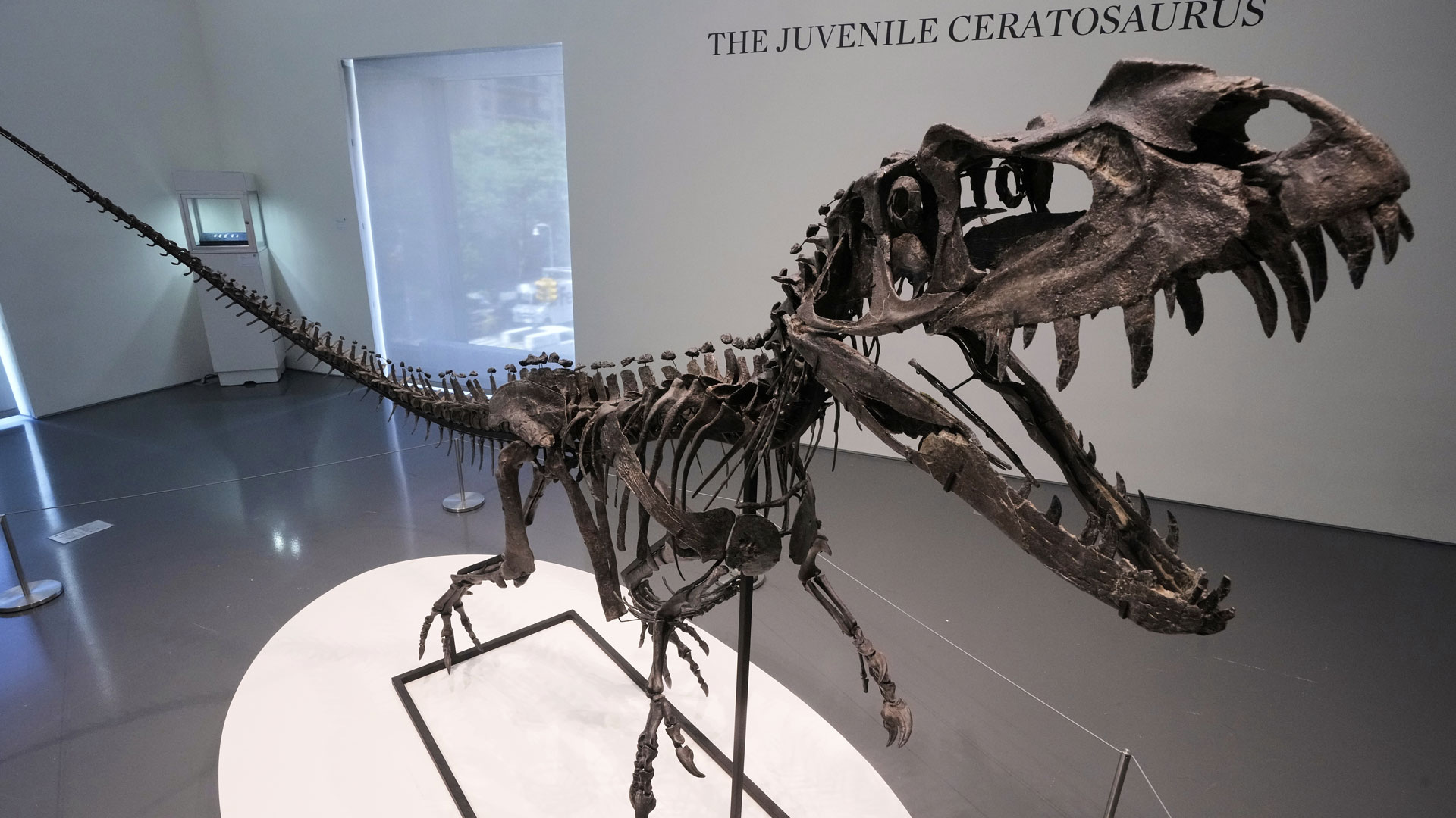 AP dino