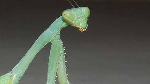 Arizona Insect Festival