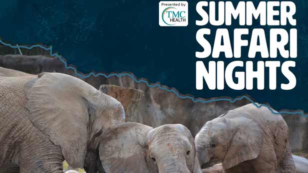 Summer Safari Nights 2025